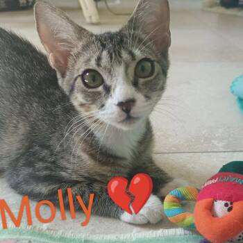 Domestic Short Hair Cats Available for Adoption in Fort Lauderdale, Florida - Molly | PetCurious