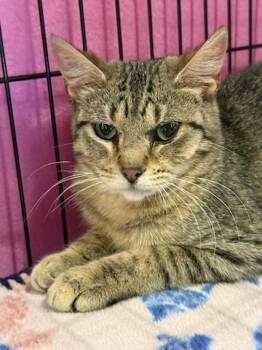 Violet -  Domestic Short Hair Cat for Adoption in Minneapolis, Minnesota - Violet | PetCurious