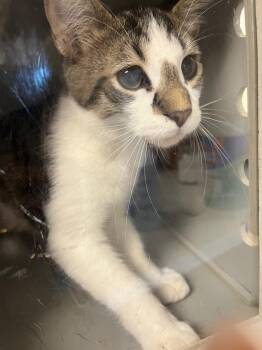 Mario -  Domestic Short Hair Cat for Adoption in Greenfield, Indiana - Mario | PetCurious