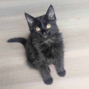 Boba Hoglund -  Domestic Medium Hair Cat for Adoption in Eagle Mountain, Utah - Boba Hoglund | PetCurious