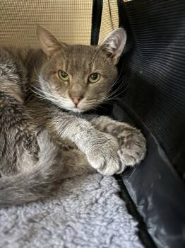 Percy - Meet at Petco Jonestown Road in Harrisburg -  Domestic Short Hair Cat for Adoption in Harrisburg, Pennsylvania - Percy - Meet At Petco Jonestown Road In Harrisburg | PetCurious
