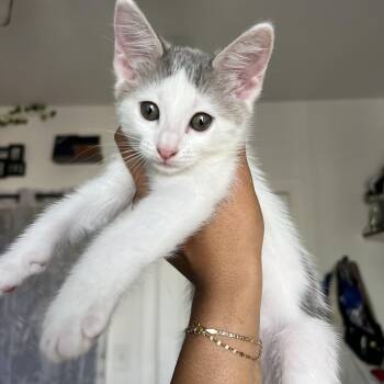 Rescue Domestic Short Hair Cats for Adoption in Los Angeles, California - Halley | PetCurious