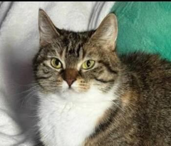 Domestic Short Hair Cats Available for Adoption in Lancaster, Pennsylvania - Mary | PetCurious
