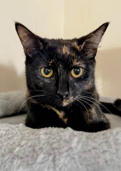 Rescue Domestic Short Hair Cats for Adoption in Blacksburg, Virginia - Dirt | PetCurious