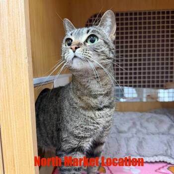 Domestic Short Hair Cats Available for Adoption in Raleigh, North Carolina - Nala | PetCurious