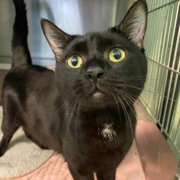Bub -  Domestic Short Hair Cat for Adoption in Dayton, Ohio - Bub | PetCurious