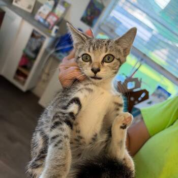 Harry -  Domestic Short Hair Cat for Adoption in Tampa, Florida - Harry | PetCurious