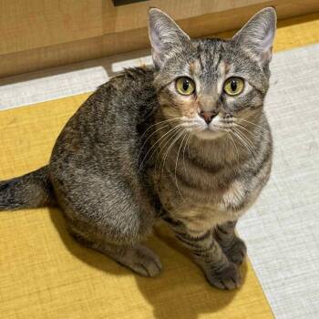 Rescue Domestic Short Hair Cats for Adoption in Wichita, Kansas - Clementine | PetCurious