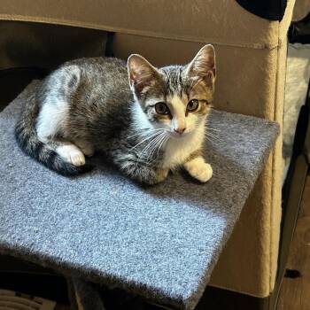 Sully -  Domestic Short Hair Cat for Adoption in Chattanooga, Tennessee - Sully | PetCurious