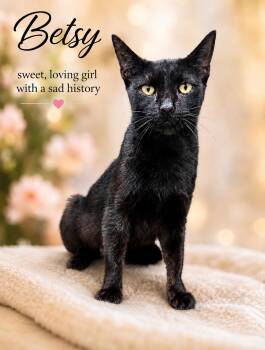 Betsy (FCID # 06/24/2026 - 146) Willow Grove -  Domestic Short Hair Cat for Adoption in Greenville, Delaware - Betsy (FCID # 06/24/2026 - 146) Willow Grove | PetCurious