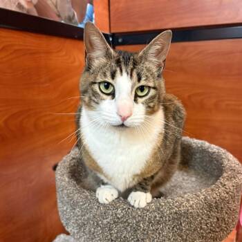 Timal -  Domestic Short Hair Cat for Adoption in Pickering, Ontario - Timal | PetCurious