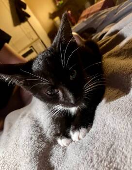 Rescue Domestic Short Hair Cats for Adoption in Clinton, South Carolina - Batman | PetCurious