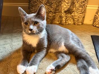 Kea26 -  Domestic Medium Hair Cat for Adoption in Youngsville, North Carolina - Kea26 | PetCurious