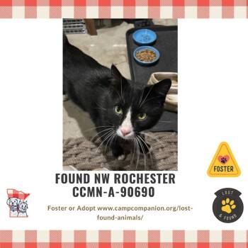 Rescue Domestic Short Hair Cats for Adoption in Rochester, Minnesota - Boots | PetCurious