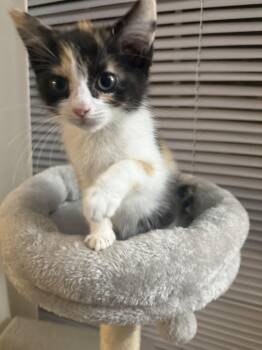 Kitten Trinket -  Burmilla Cat for Adoption in Cuyahoga Falls, Ohio - Kitten Trinket | PetCurious