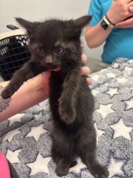Thin Mint -  Domestic Short Hair Cat for Adoption in Bloomington, Indiana - Thin Mint | PetCurious