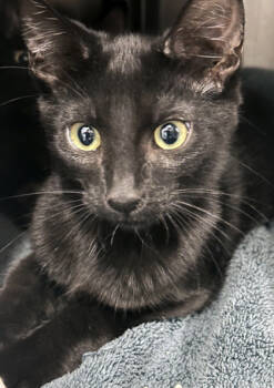 Rescue Domestic Short Hair Cats for Adoption in Voorhees Township, New Jersey - Fraylan | PetCurious