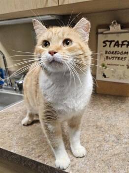 SUNBURST -  Domestic Short Hair Cat for Adoption in Clyde, North Carolina - SUNBURST | PetCurious