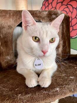 River 2 -  Domestic Short Hair Cat Available for Adoption in Tucson, Arizona - River 2 | PetCurious