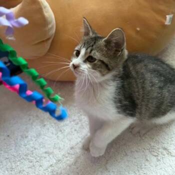 Ruger -  Domestic Short Hair Cat for Adoption in Janesville, Wisconsin - Ruger | PetCurious