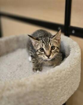 95122a Mattie- PetSmart West Ashley -  Domestic Short Hair Cat for Adoption in North Charleston, South Carolina - 95122a Mattie- PetSmart West Ashley | PetCurious