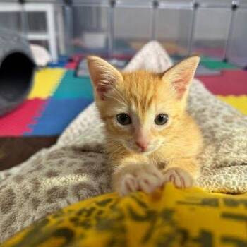 Sweetie -  Domestic Short Hair Cat for Adoption in Winston-salem, North Carolina - Sweetie | PetCurious