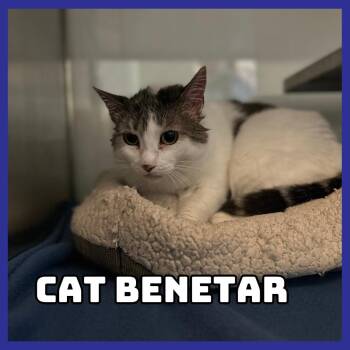 Cat Benetar -  Domestic Short Hair and Mixed Breed Cat for Adoption in Glenwood, Minnesota - Cat Benetar | PetCurious