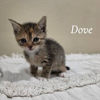 Dove -  Domestic Short Hair Cat for Adoption in Corpus Christi, Texas - Dove | PetCurious