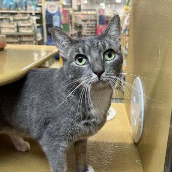 Rain -  American Shorthair Cat for Adoption in Oceanside, New York - Rain | PetCurious