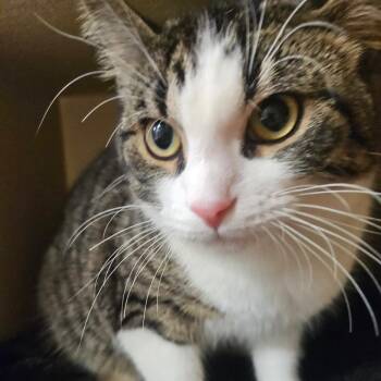 Domestic Short Hair Cats Available for Adoption in Grantsville, Utah - Dorian | PetCurious