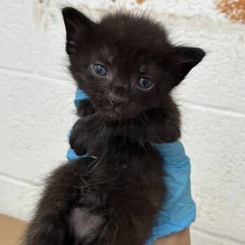 Pecan Pie P3 -  Domestic Short Hair Cat for Adoption in Edinburg, Texas - Pecan Pie P3 | PetCurious