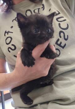 Burnt Toast -  Domestic Short Hair Cat for Adoption in Dickson, Tennessee - Burnt Toast | PetCurious