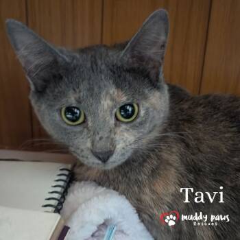 Rescue Domestic Short Hair Cats for Adoption in Council Bluffs, Iowa - Tavi | PetCurious