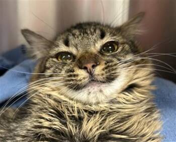 Domestic Long Hair Cats Available for Adoption in Dedham, Massachusetts - COCO | PetCurious