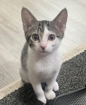 Fusilli -  Domestic Short Hair Cat for Adoption in Logan, Utah - Fusilli | PetCurious