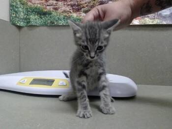 A554273 -  Domestic Medium Hair and Domestic Short Hair Cat for Adoption in Moreno Valley, California - A554273 | PetCurious