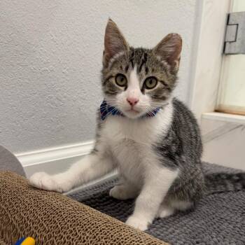 Clark -  Domestic Short Hair Cat for Adoption in Sunnyvale, California - Clark | PetCurious