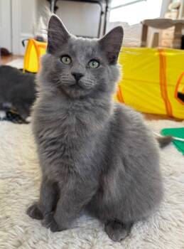 GEORGE & MAXINE - Stunning bonded pair -  Domestic Medium Hair Cat for Adoption in New York, New York - GEORGE & MAXINE - Stunning Bonded Pair | PetCurious