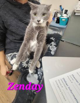 Zenday -  Domestic Short Hair Cat for Adoption in Lorain, Ohio - Zenday | PetCurious