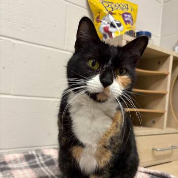 Domestic Short Hair Cats Available for Adoption - Daisy | PetCurious