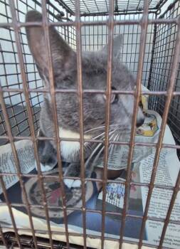 Domestic Short Hair Cats Available for Adoption - RELISH | PetCurious