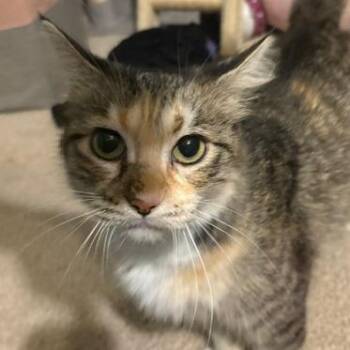 Norma -  Domestic Short Hair Cat for Adoption in San Antonio, Texas - Norma | PetCurious