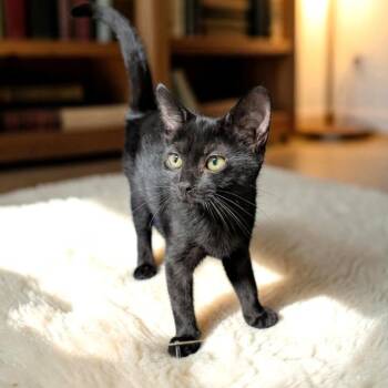 Debbie -  Domestic Short Hair Cat for Adoption in Wilmington, Ohio - Debbie | PetCurious