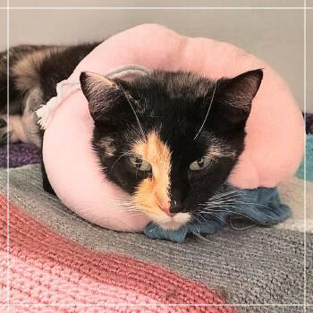 Stilton -  Domestic Short Hair Cat for Adoption in Dearborn, Michigan - Stilton | PetCurious
