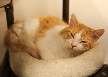 Domestic Medium Hair Cats Available for Adoption - ChaCha  | PetCurious