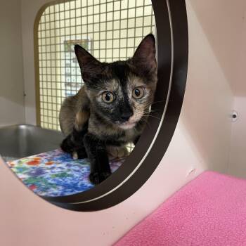 Canela -  American Shorthair and Domestic Short Hair Cat for Adoption in Richardson, Texas - Canela | PetCurious