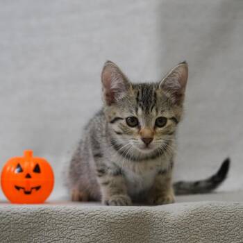 Milton -  Domestic Short Hair Cat for Adoption in Redwood City, California - Milton | PetCurious