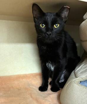 Domestic Short Hair Cats Available for Adoption in Elmsford, New York - Petunia - Available 5/4 | PetCurious