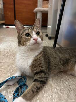Pretty Girl -  Domestic Short Hair Cat for Adoption in Canton, Massachusetts - Pretty Girl | PetCurious