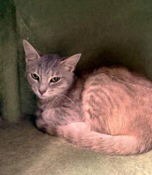 ZYGOTE -  Domestic Short Hair Cat for Adoption in Pegram, Tennessee - ZYGOTE | PetCurious